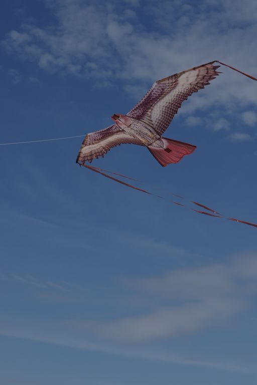 X-Kites Birds of Prey - Einleiner-Drachen/Kinderdrachen (1-Leiner) rtf-/bilder/big/IMGP5900.jpg