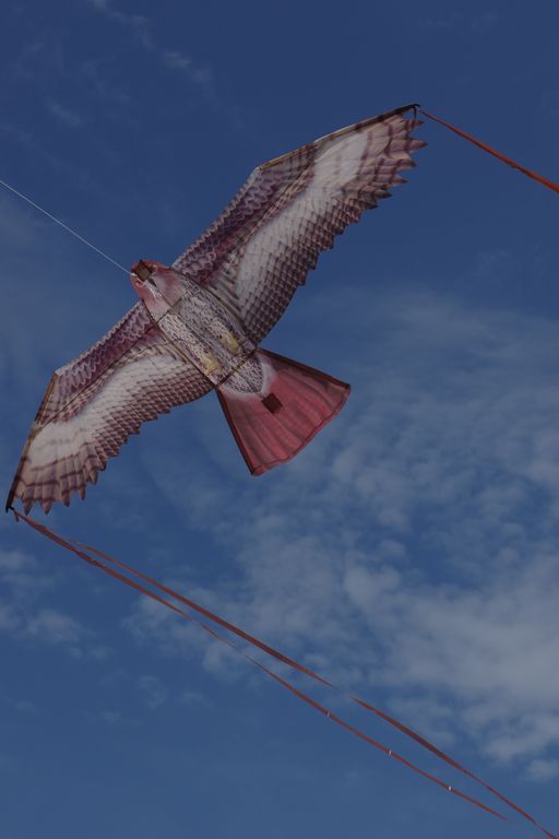 X-Kites Birds of Prey - Einleiner-Drachen/Kinderdrachen (1-Leiner) rtf-/bilder/big/IMGP5901.jpg