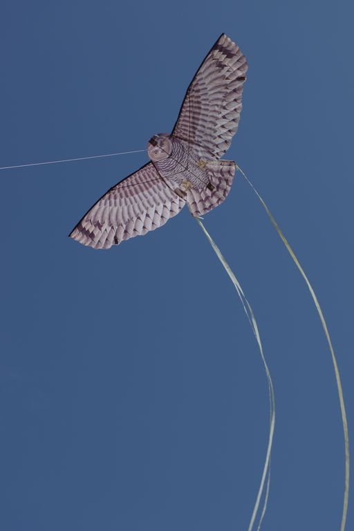 X-Kites Birds of Prey - Einleiner-Drachen/Kinderdrachen (1-Leiner) rtf-/bilder/big/IMGP5908.jpg