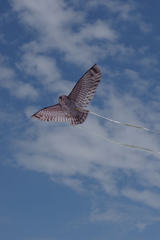 X-Kites Birds of Prey - Einleiner-Drachen/Kinderdrachen (1-Leiner) rtf-/bilder/big/IMGP5911.jpg