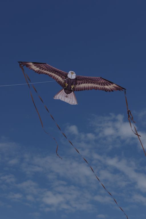 X-Kites Birds of Prey - Einleiner-Drachen/Kinderdrachen (1-Leiner) rtf-/bilder/big/IMGP5915.jpg