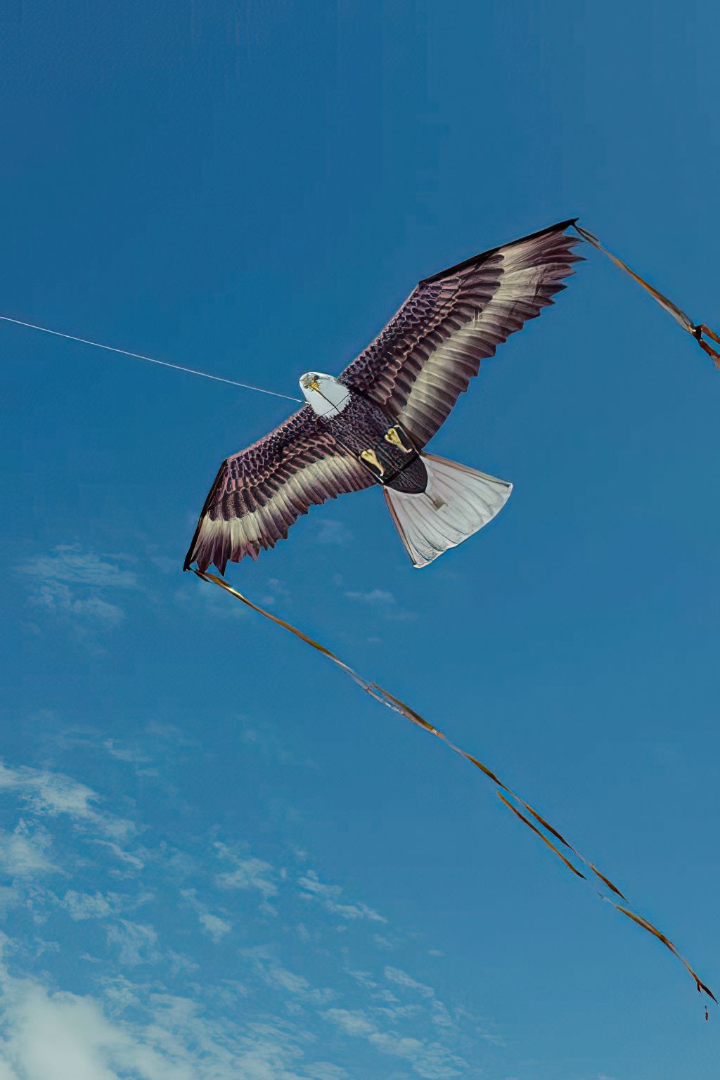 X-Kites Birds of Prey - Einleiner-Drachen/Kinderdrachen (1-Leiner) rtf-/bilder/big/IMGP5916.jpg
