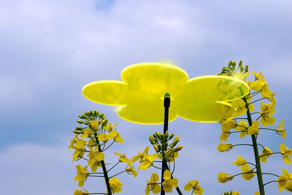 Sonnenfänger Lichtzauber - Blume klein 12 cm gelb-/bilder/big/LZ_Rapsfeld.jpg