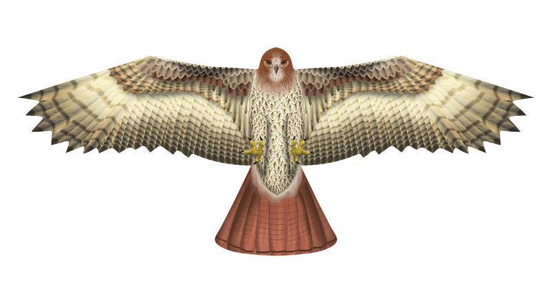 X-Kites Birds of Prey - Einleiner-Drachen/Kinderdrachen (1-Leiner) rtf (flugfertig) Bussard 50 cm x 122 cm braun/weiß