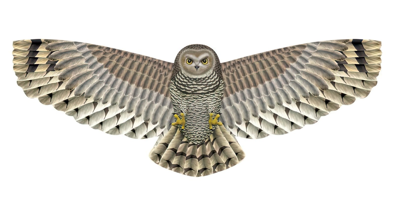 X-Kites Birds of Prey - Einleiner-Drachen/Kinderdrachen (1-Leiner) rtf (flugfertig) Eule 50 cm x 122 cm braun/weiß