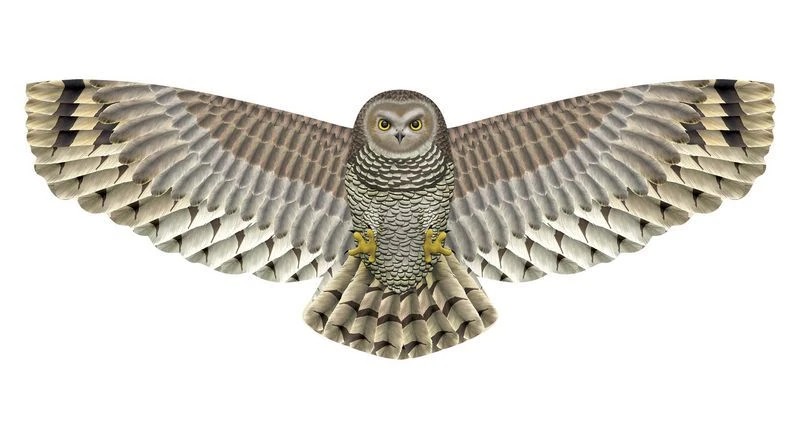 X-Kites Birds of Prey - Einleiner-Drachen/Kinderdrachen (1-Leiner) rtf (flugfertig) Eule 50 cm x 122 cm braun/weiß