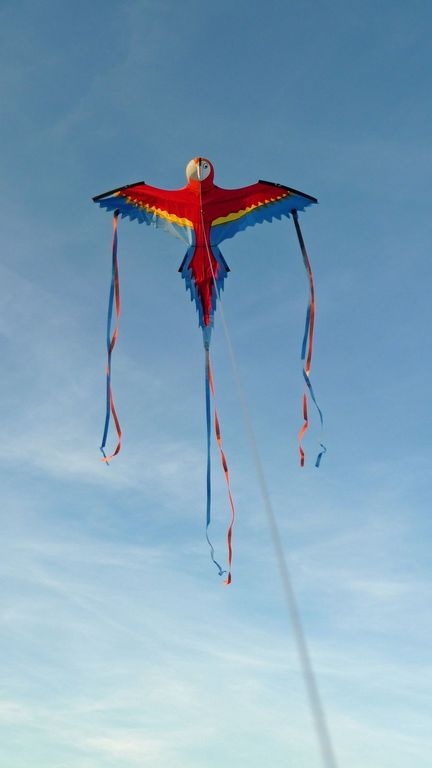 11111Spiderkites Papagei Einleiner-Drachen/Kinderdrachen (1-Leiner) rtf (flugfertig) 140 cm x 118 cm Gfk-Gestänge rot/blau