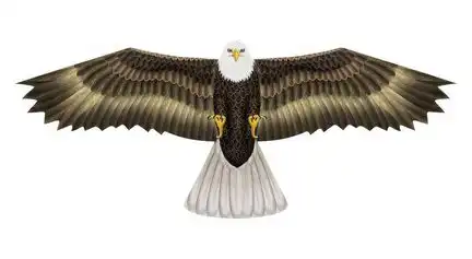 11111X-Kites Birds of Prey - Einleiner-Drachen/Kinderdrachen (1-Leiner) rtf (flugfertig) Weißkopfseeadler 50 cm x 122 cm