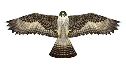 X-Kites Birds of Prey - Einleiner-Drachen/Kinderdrachen (1-Leiner) rtf (flugfertig) Falke 50 cm x 122 cm braun/weiß