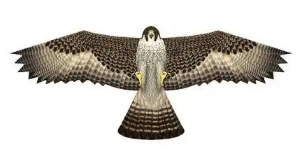 X-Kites Birds of Prey - Einleiner-Drachen/Kinderdrachen (1-Leiner) rtf (flugfertig) Falke 50 cm x 122 cm braun/weiß