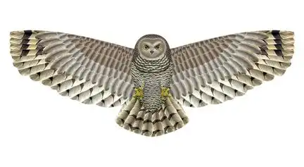 X-Kites Birds of Prey - Einleiner-Drachen/Kinderdrachen (1-Leiner) rtf (flugfertig) Eule 50 cm x 122 cm braun/weiß