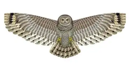 X-Kites Birds of Prey - Einleiner-Drachen/Kinderdrachen (1-Leiner) rtf (flugfertig) Eule 50 cm x 122 cm braun/weiß